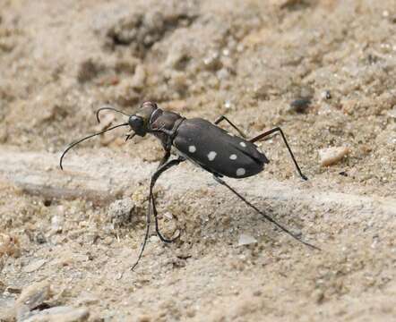 Image of Cicindela (Cicindelidia) ocellata rectilatera Chaudoir 1843