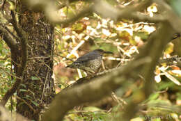 Image of Long-billed Thrush