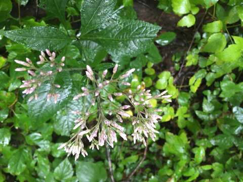 Image de Eupatorieae