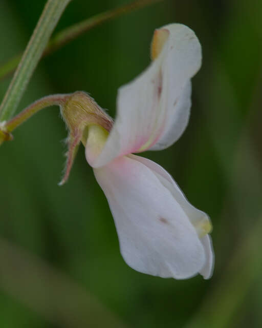 Tephrosia onobrychoides Nutt.的圖片