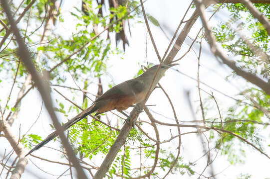 Image of Cuban Lizard-cuckoo