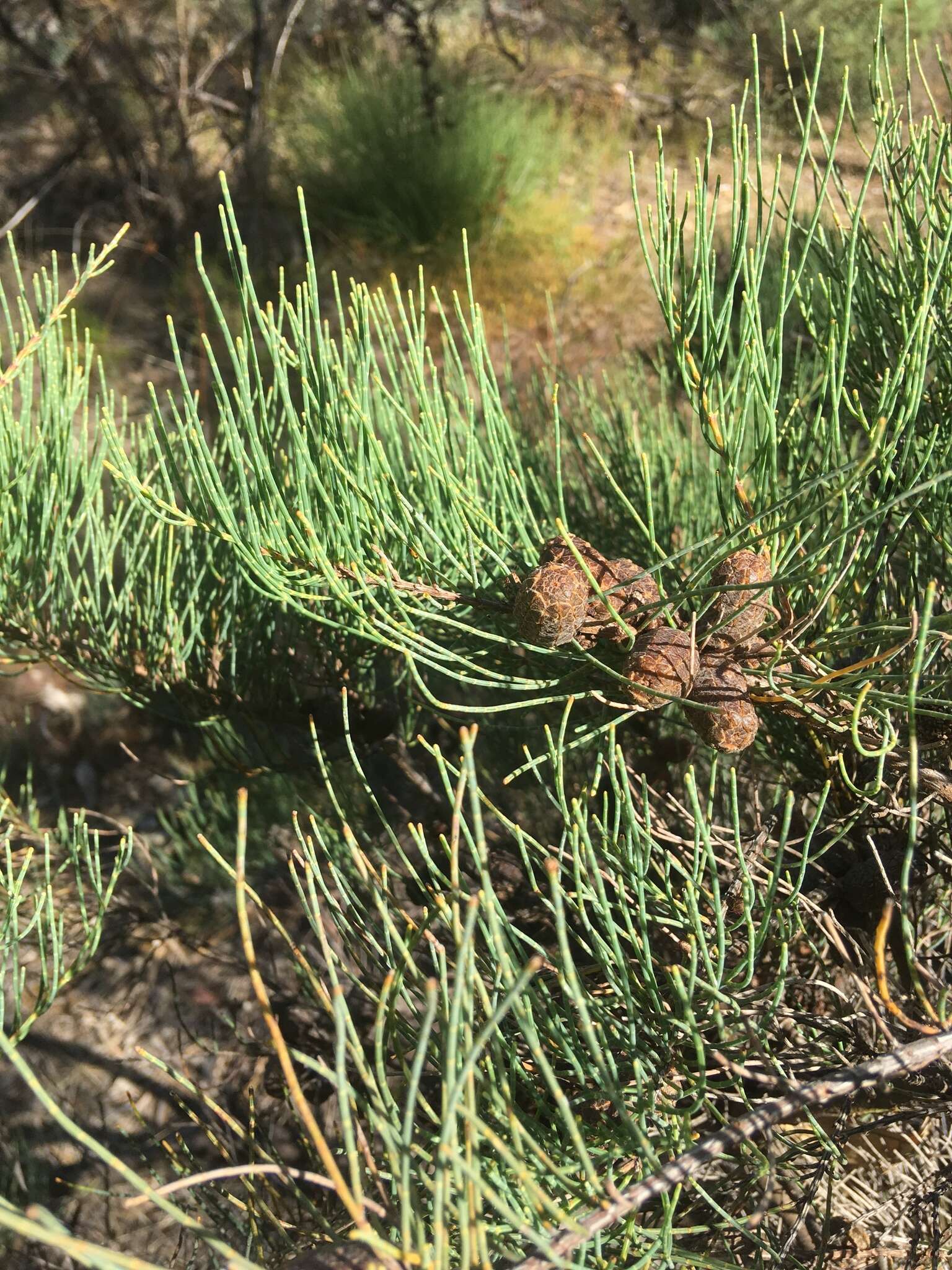 Image of Allocasuarina humilis (Otto & A. Dietr.) L. A. S. Johnson