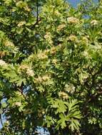 صورة Crataegus azarolus var. pontica (Koch) K. I. Christensen