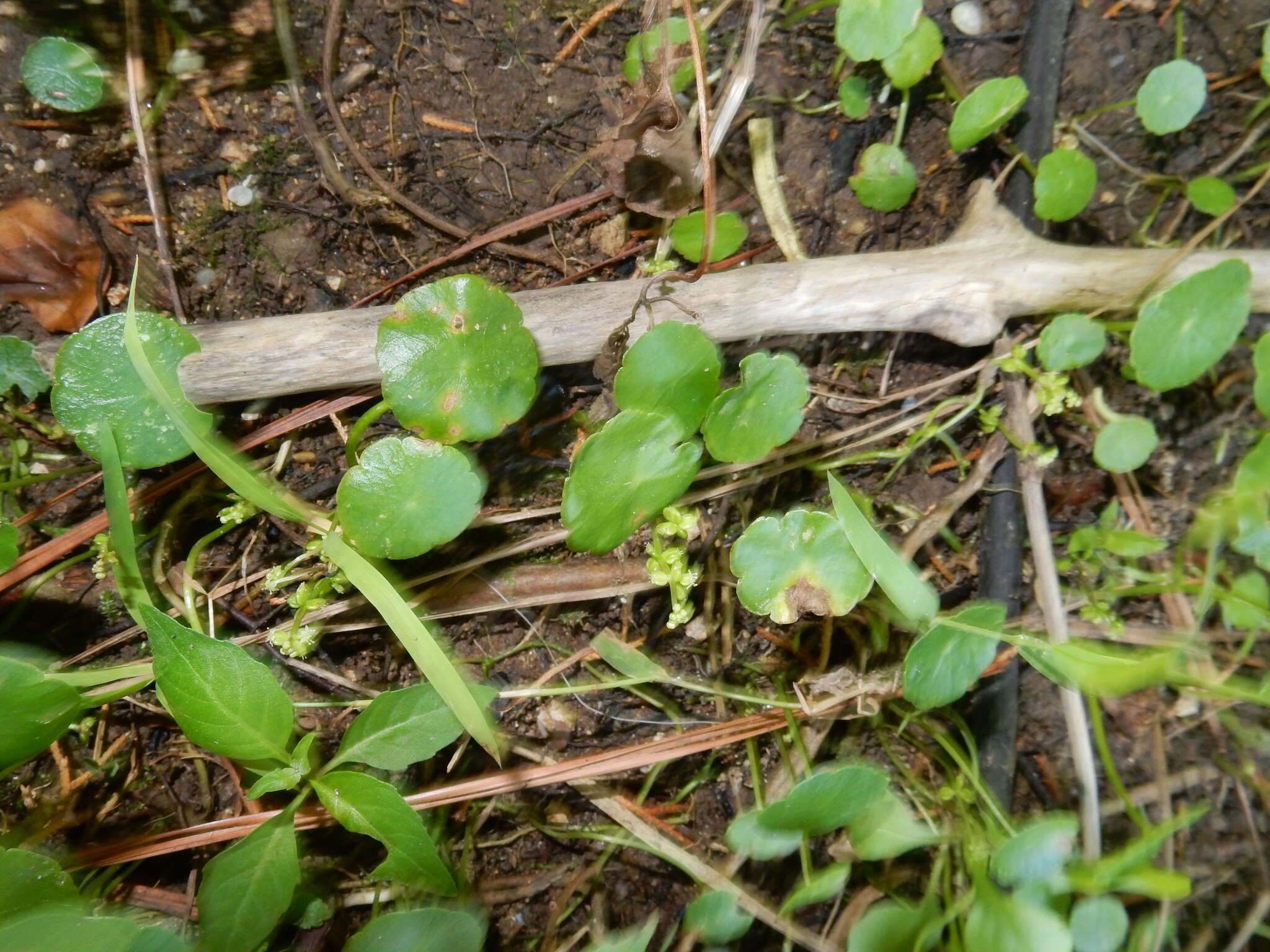 Слика од Hydrocotyle verticillata Thunb.