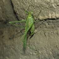 Image of Elegant Bush Katydid