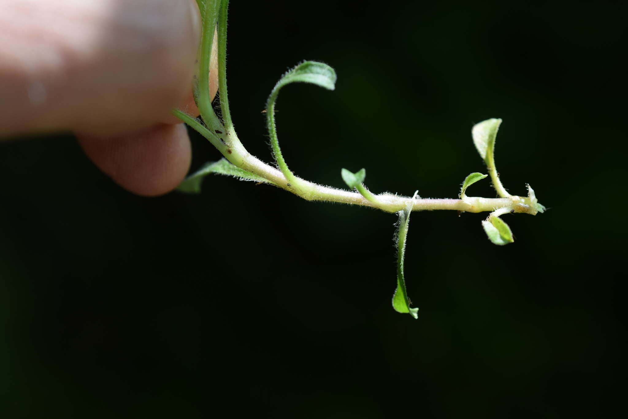 Imagem de Silene nutans subsp. insubrica (Gaudin) Soldano