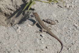 Image of Rapid Racerunner