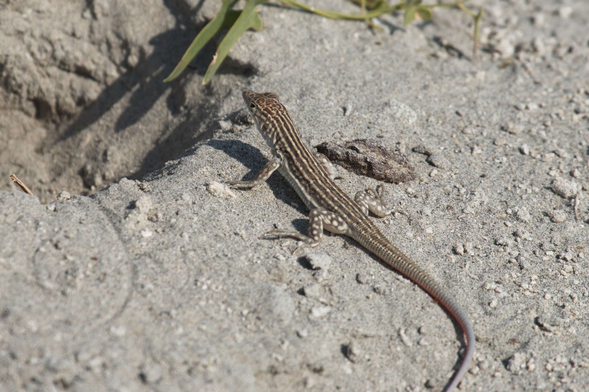 Image of Rapid Racerunner