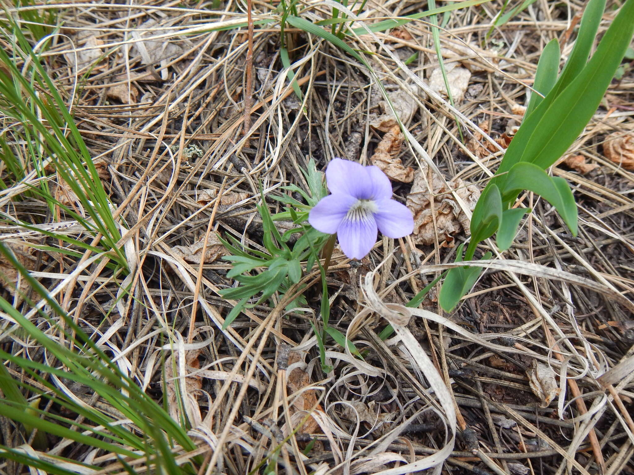 Image of prairie violet