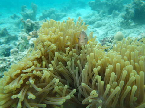 Image of Clown fish