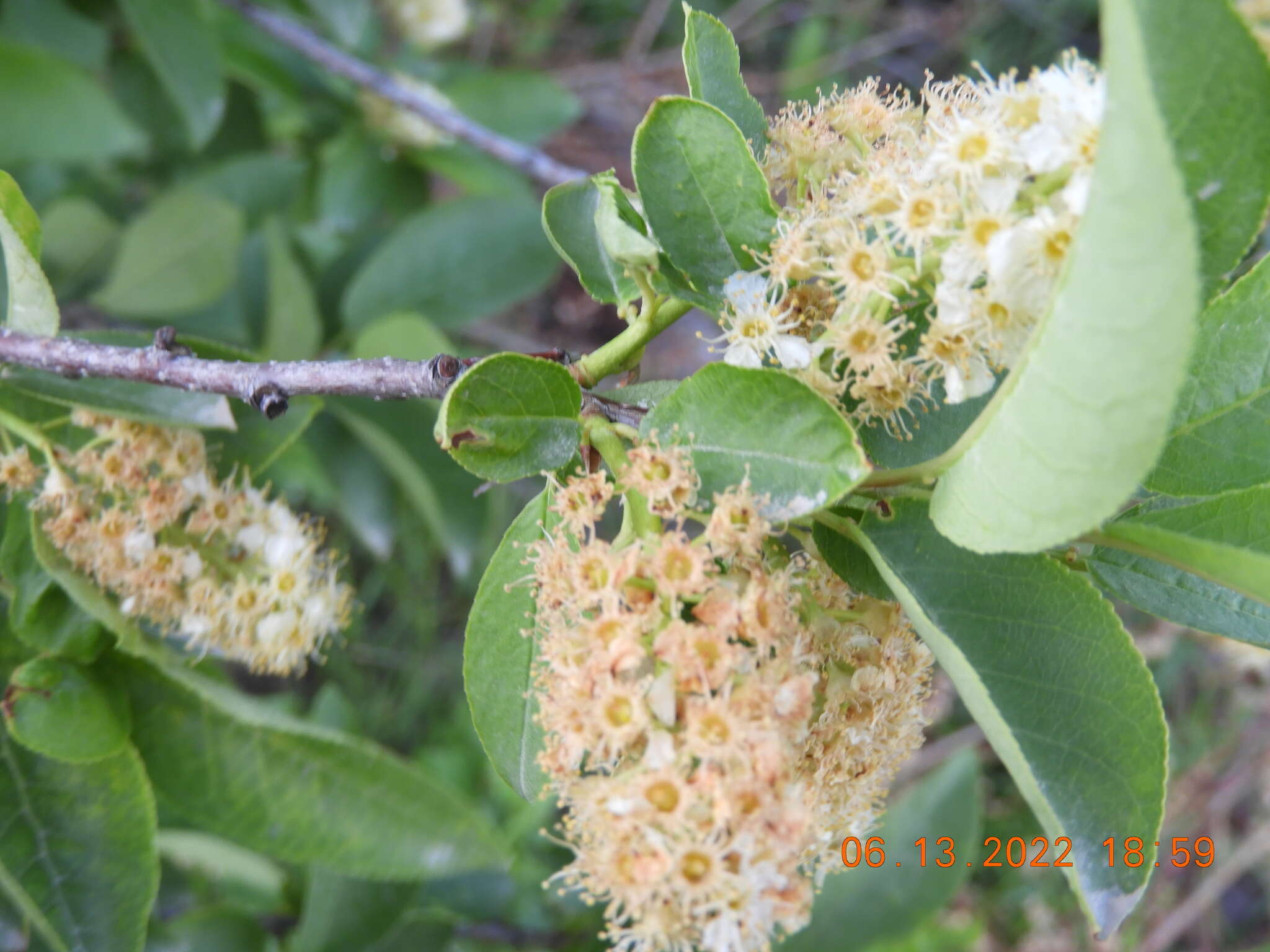 Imagem de Prunus virginiana var. melanocarpa (A. Nels.) Taylor & Mac Bryde