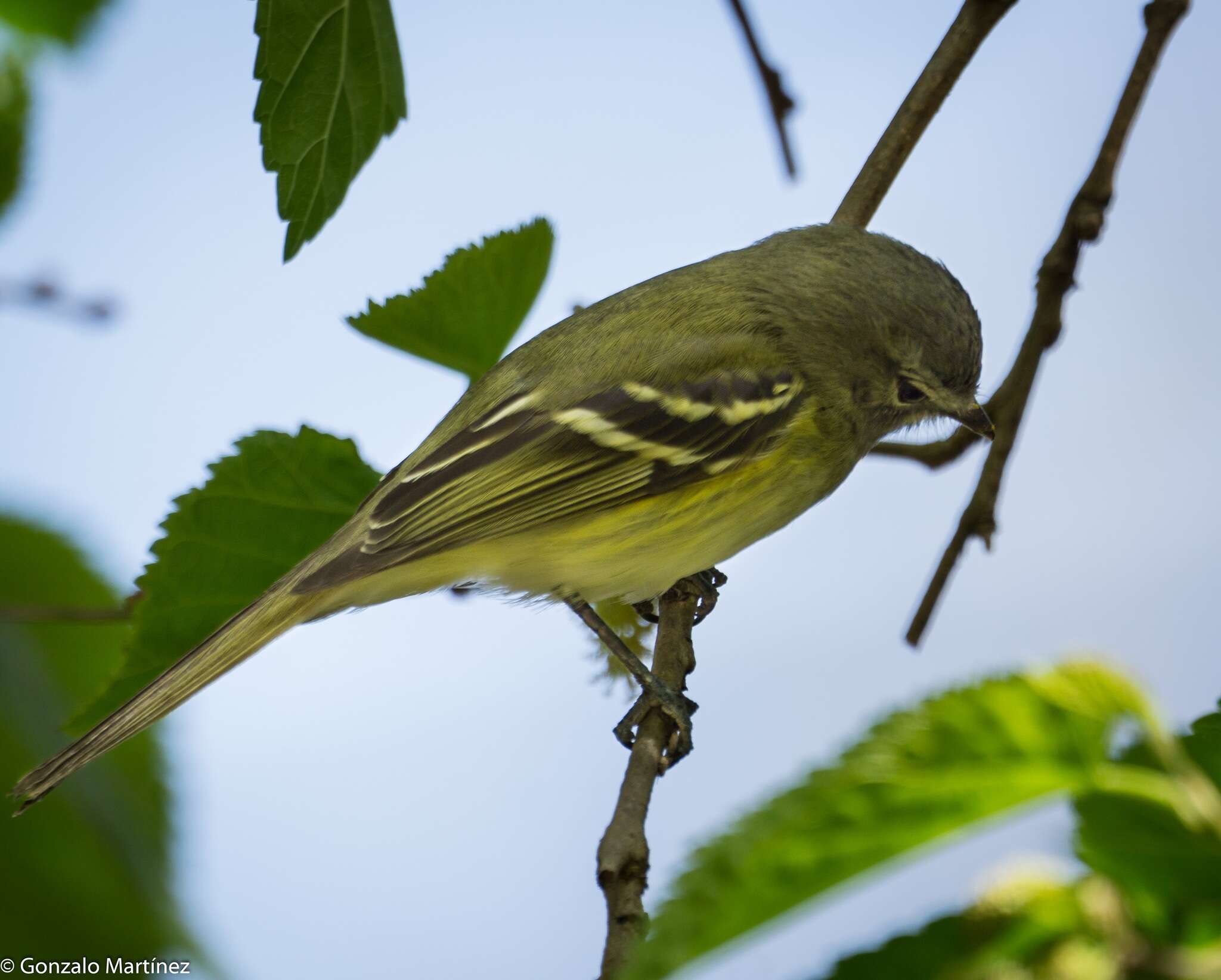 Image of Sclater's Tyrannulet