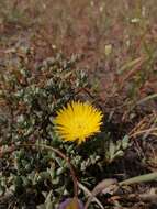 صورة Lampranthus glaucus (L.) N. E. Br.