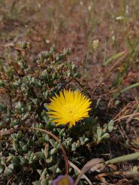 Image of Lampranthus glaucus (L.) N. E. Br.