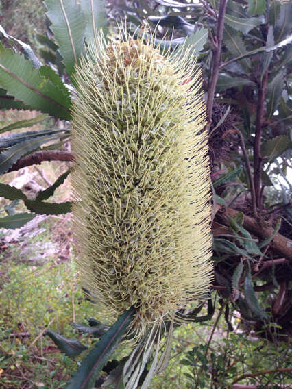 Imagem de Banksia serrata L. fil.