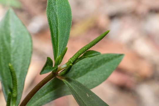 Plancia ëd Peperomia comarapana C. DC.