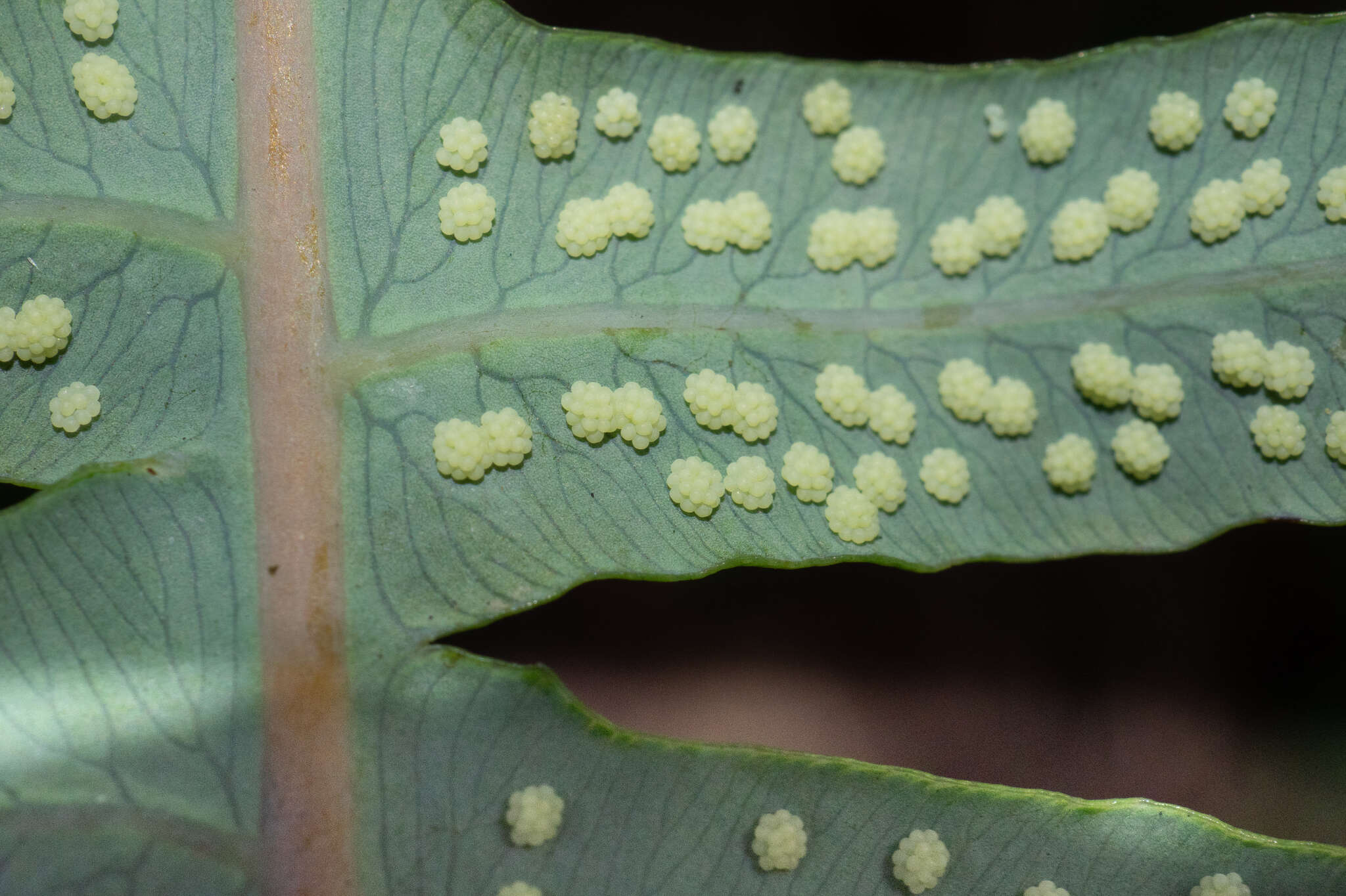 Image of Dicranopteris splendida (Hand.-Mazz.) Tag.