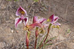 Disa spathulata subsp. tripartita (Lindl.) H. P. Linder resmi