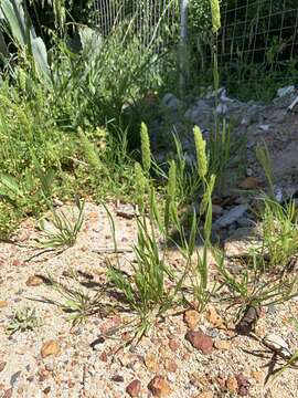 صورة Rostraria cristata (L.) Tzvelev