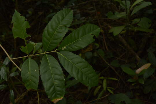 صورة Olea dioica Roxb.