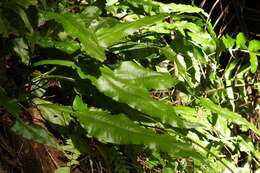 Image of Leptochilus henryi (Bak.) X. C. Zhang