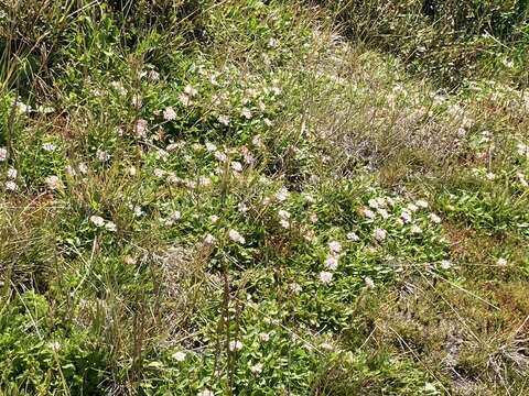 Image of Trachymene humilis subsp. breviscapa (Domin) P. Short