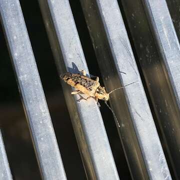 Image of Small Cedar Borer