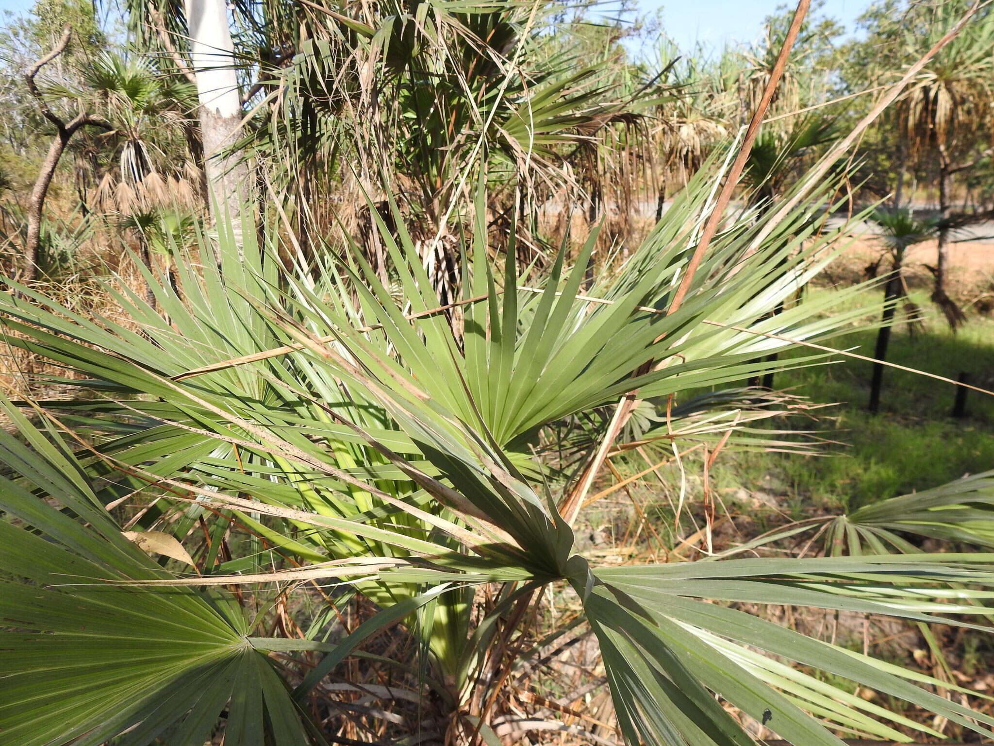 Image de Livistona humilis R. Br.