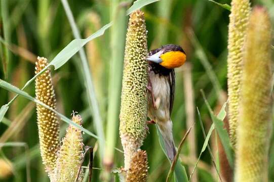 Image of Streaked Weaver