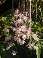 Image of Hooded orchid