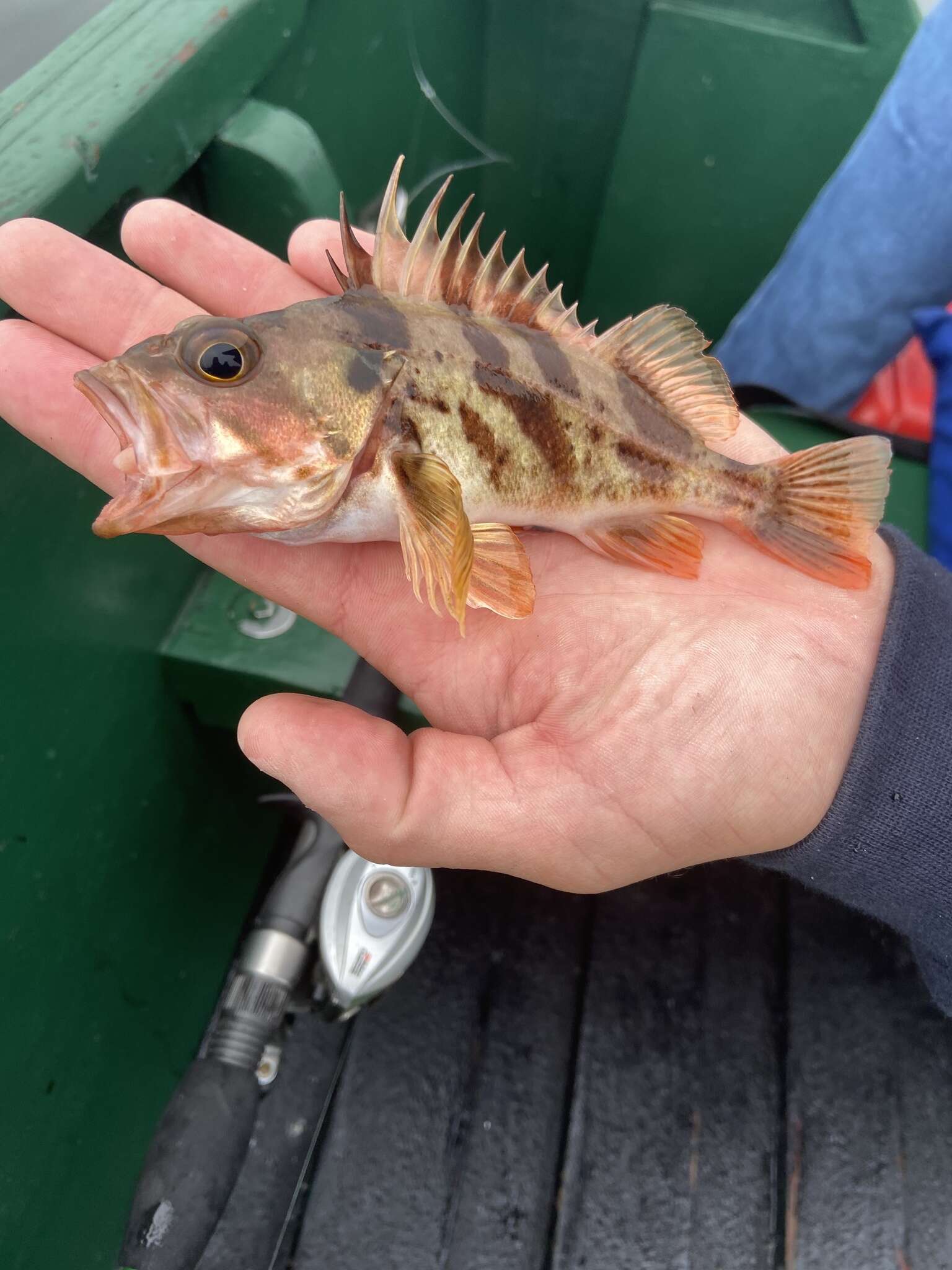 Image of Calico rockfish