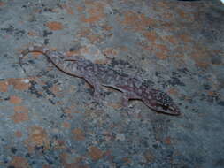 Phyllodactylus paucituberculatus Dixon 1960 resmi