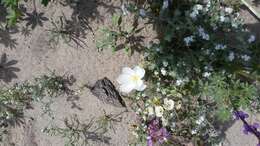 Imagem de Oenothera deltoides Torr. & Frem.