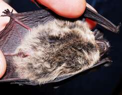 Image de Pipistrelle de Savi