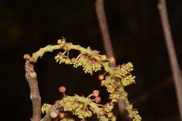 Sivun Mallotus polycarpus (Benth.) Kulju & Welzen kuva