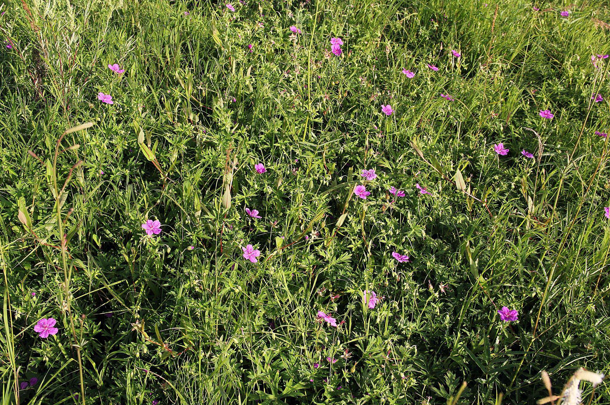 Sivun Geranium soboliferum Kom. kuva