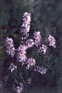 صورة Hypocalymma robustum (Endl.) Lindl.