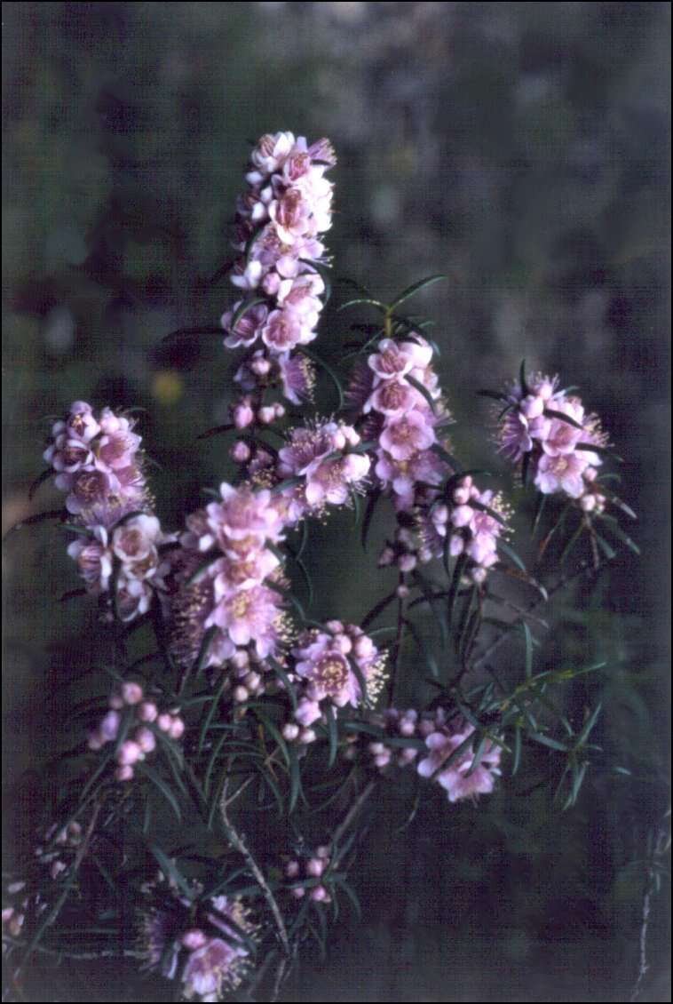 صورة Hypocalymma robustum (Endl.) Lindl.