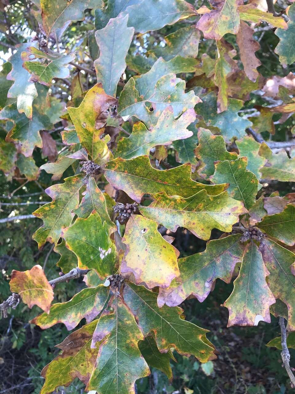 Imagem de Quercus stelloides E. J. Palmer