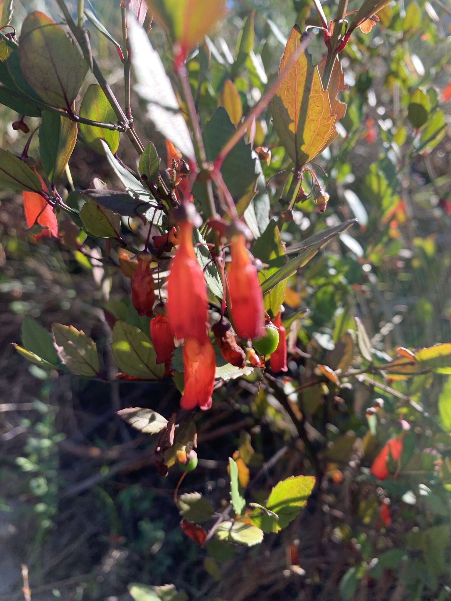 Image of Halleria elliptica Thunb.