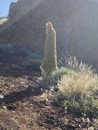 Image of <i>Echium perezii</i> Sprague