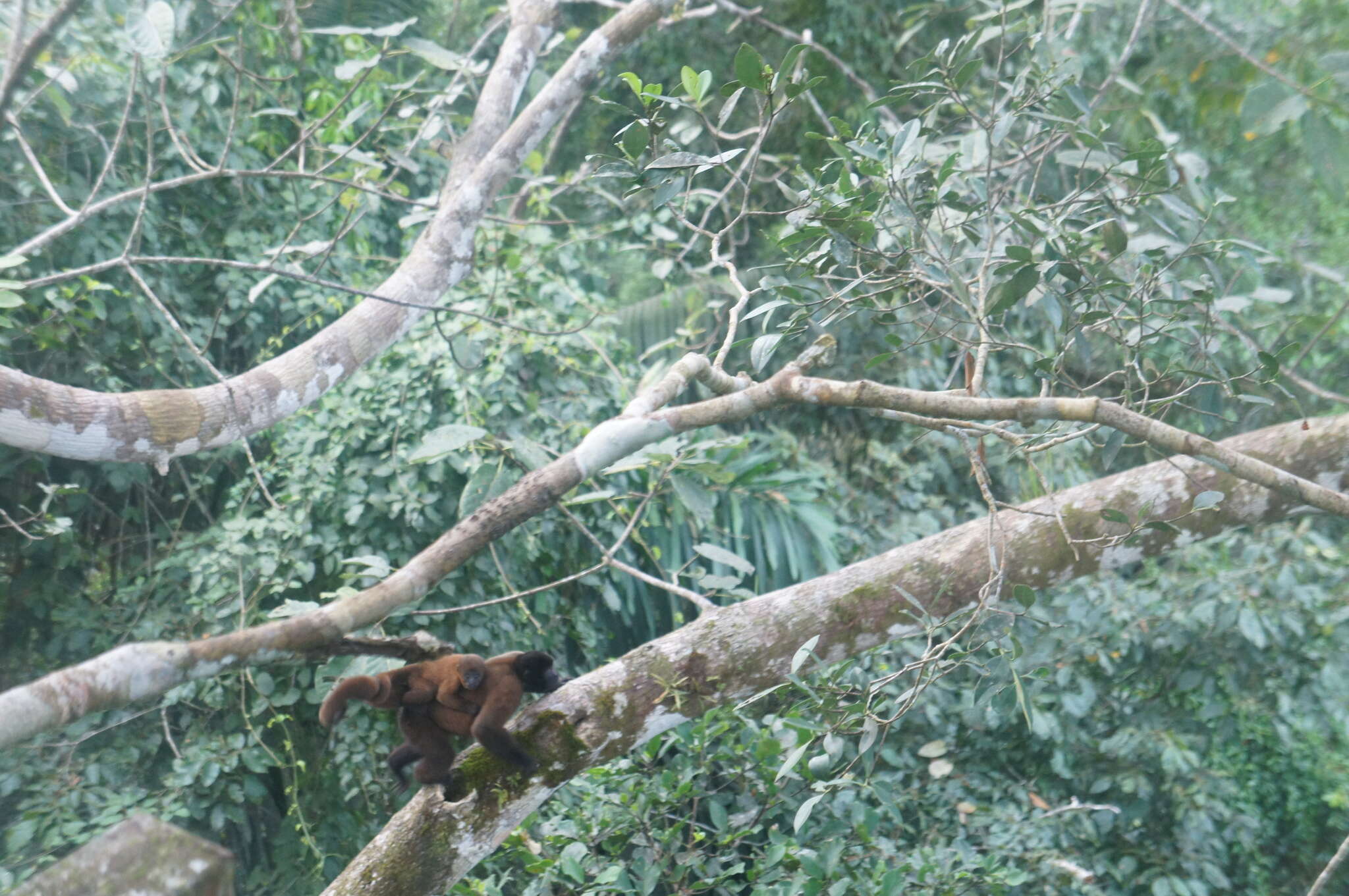 Image of Woolly monkey