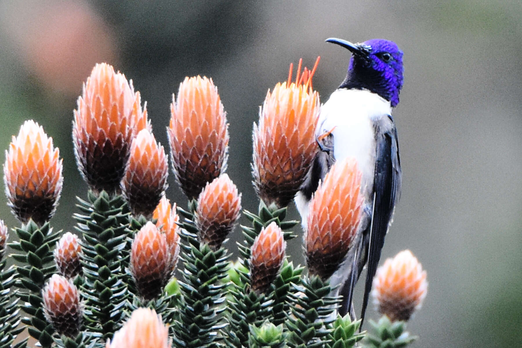 صورة Oreotrochilus chimborazo (Delattre & Bourcier 1846)