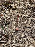 Image of <i>Drosera burmanni</i>