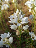 Слика од Ornithogalum thyrsoides Jacq.