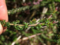 صورة Wahlenbergia tenella (L. fil.) Lammers