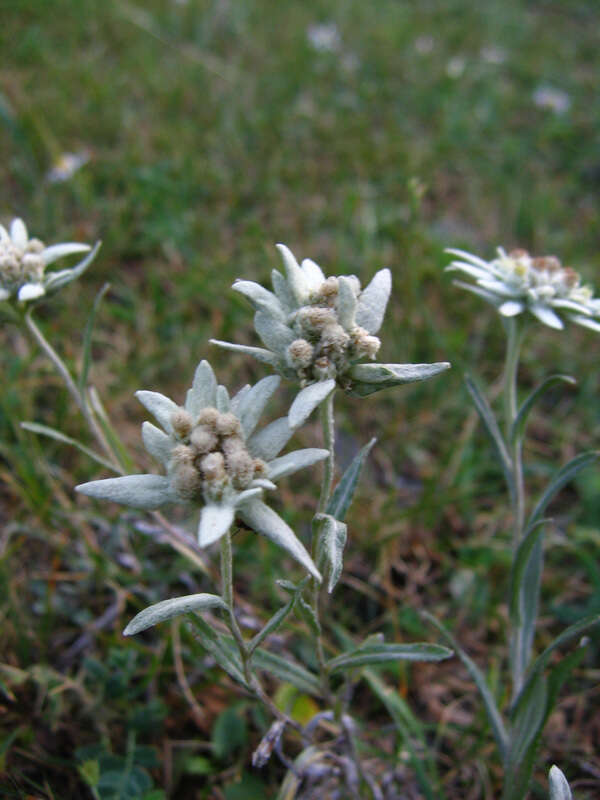 Image of Leontopodium campestre (Ledeb.) Hand.-Mazz.