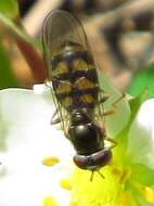 Image of Melanostoma mellina