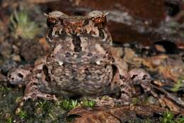 Image of Megophrys longipes Boulenger 1886