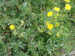 Image of Soft Cinquefoil